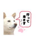 しろしば 大吉の日常で使えるスタンプ（個別スタンプ：13）