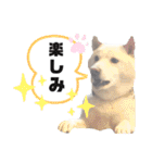 しろしば 大吉の日常で使えるスタンプ（個別スタンプ：20）