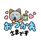 しろしば 大吉の日常で使えるスタンプ（個別スタンプ：28）
