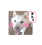 しろしば 大吉の日常で使えるスタンプ（個別スタンプ：40）