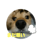 ほのぼの～一家（個別スタンプ：5）