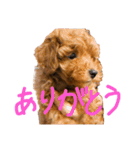 もこもこなもこちゃんのスタンプ（個別スタンプ：12）