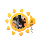 甲斐犬のネロ（個別スタンプ：1）
