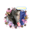 甲斐犬のネロ（個別スタンプ：2）