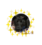 甲斐犬のネロ（個別スタンプ：3）