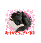甲斐犬のネロ（個別スタンプ：6）