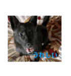 甲斐犬のネロ（個別スタンプ：8）