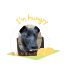 甲斐犬のネロ（個別スタンプ：10）