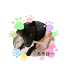 甲斐犬のネロ（個別スタンプ：12）