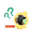 甲斐犬のネロ（個別スタンプ：13）