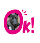 甲斐犬のネロ（個別スタンプ：15）