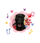 甲斐犬のネロ（個別スタンプ：17）