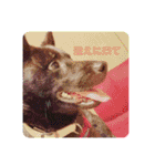 甲斐犬のネロ（個別スタンプ：18）
