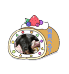 甲斐犬のネロ（個別スタンプ：21）