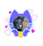 甲斐犬のネロ（個別スタンプ：22）