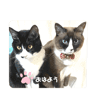 うちのねこ。癒しスタンプ。（個別スタンプ：1）