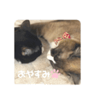 うちのねこ。癒しスタンプ。（個別スタンプ：2）