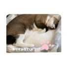 うちのねこ。癒しスタンプ。（個別スタンプ：3）