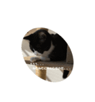 うちのねこ。癒しスタンプ。（個別スタンプ：4）