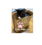 うちのねこ。癒しスタンプ。（個別スタンプ：8）