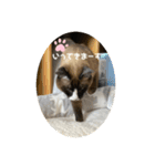 うちのねこ。癒しスタンプ。（個別スタンプ：9）