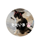 うちのねこ。癒しスタンプ。（個別スタンプ：10）