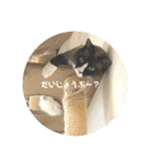 うちのねこ。癒しスタンプ。（個別スタンプ：11）