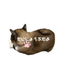 うちのねこ。癒しスタンプ。（個別スタンプ：12）