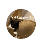 うちのねこ。癒しスタンプ。（個別スタンプ：13）