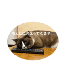 うちのねこ。癒しスタンプ。（個別スタンプ：14）