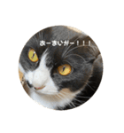 うちのねこ。癒しスタンプ。（個別スタンプ：17）