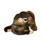うちのねこ。癒しスタンプ。（個別スタンプ：18）
