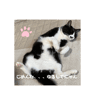 うちのねこ。癒しスタンプ。（個別スタンプ：23）