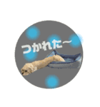 犬のくまくんvol.2（個別スタンプ：3）