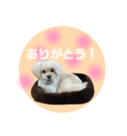 犬のくまくんvol.2（個別スタンプ：5）