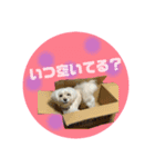 犬のくまくんvol.2（個別スタンプ：6）