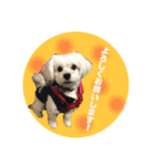 犬のくまくんvol.2（個別スタンプ：7）
