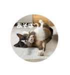 うみとそら。癒しのスタンプ①（個別スタンプ：11）