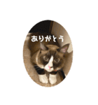 うみとそら。癒しのスタンプ①（個別スタンプ：28）