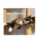 うみとそら。癒しのスタンプ①（個別スタンプ：31）