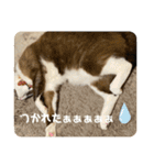 うみとそら。癒しのスタンプ①（個別スタンプ：32）