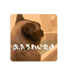 うみとそら。癒しのスタンプ②（個別スタンプ：38）