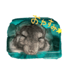 チンチラのぽんた（個別スタンプ：3）