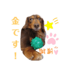 カニンヘンダックス日常（個別スタンプ：2）