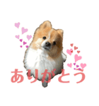 ポメラニアン のにゃーちゃ（個別スタンプ：2）