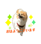 ポメラニアン のにゃーちゃ（個別スタンプ：6）