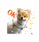 ポメラニアン のにゃーちゃ（個別スタンプ：7）