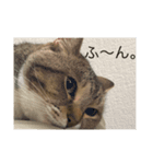 みーたんとにゃん蔵2（個別スタンプ：10）