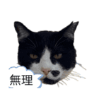 もふもふファンタジー改（個別スタンプ：1）