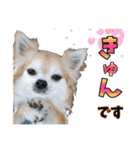 プラ女ペットスタンプ（個別スタンプ：13）